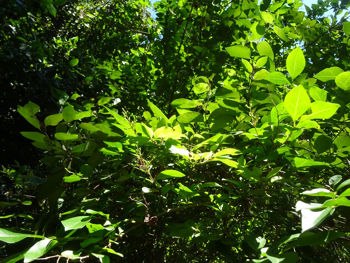 Ligustrum ovalifolium (Oleaceae)